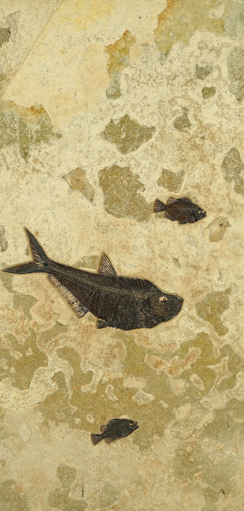 A large and impressive fish fossil triptych
